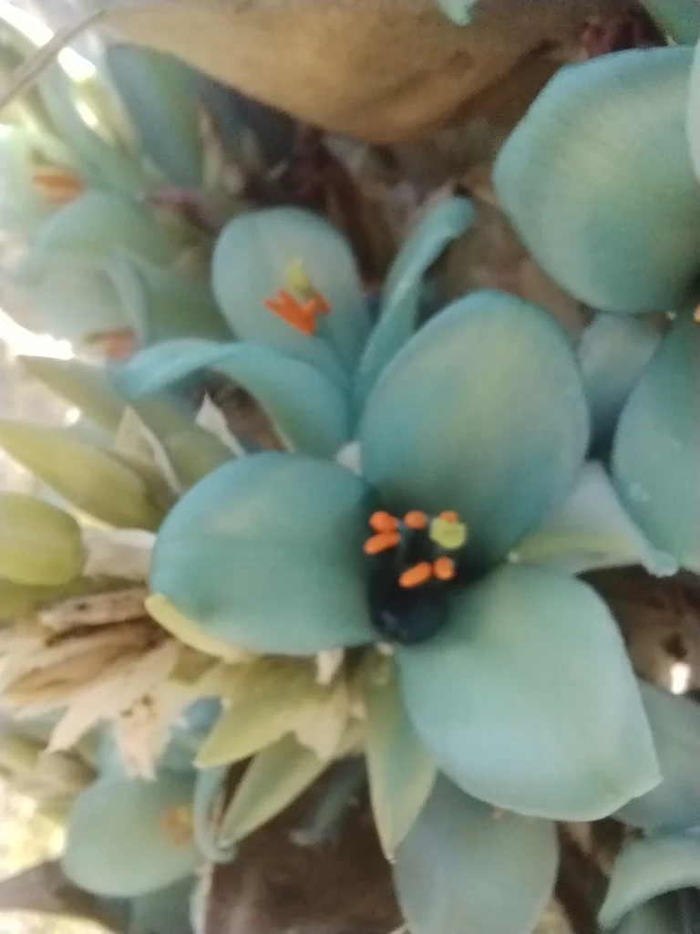 Puya Alpestris