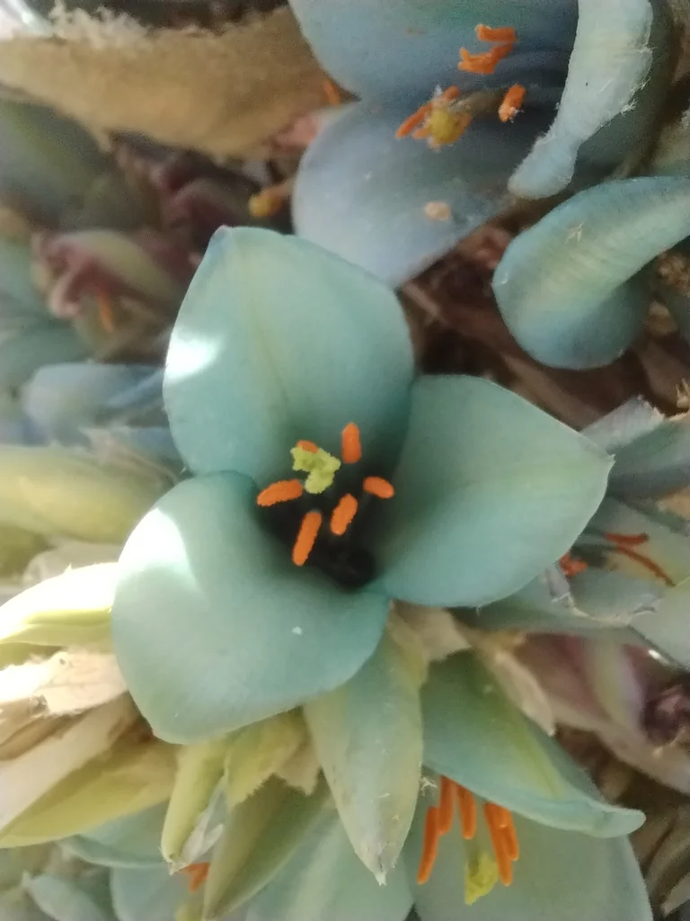 Puya Alpestris