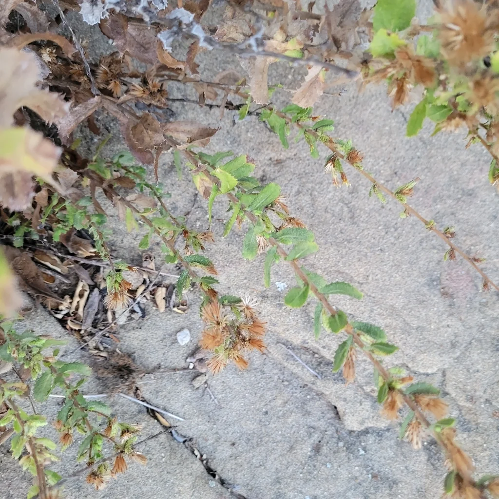 Hazardia squarrosa