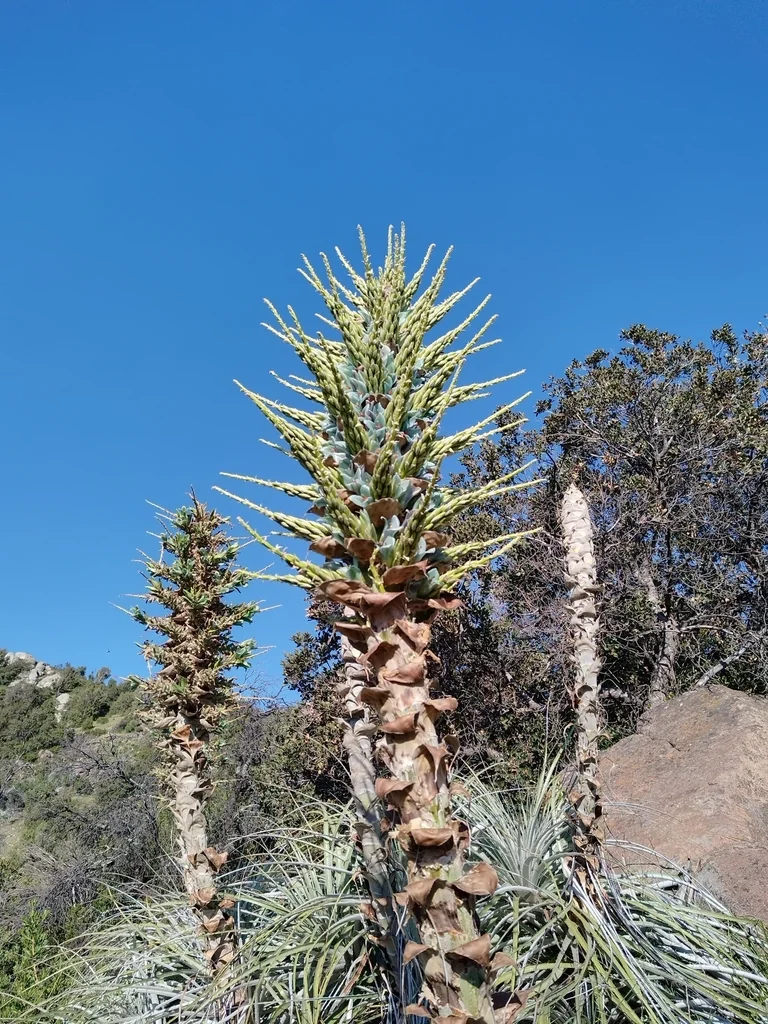 Puya Alpestris