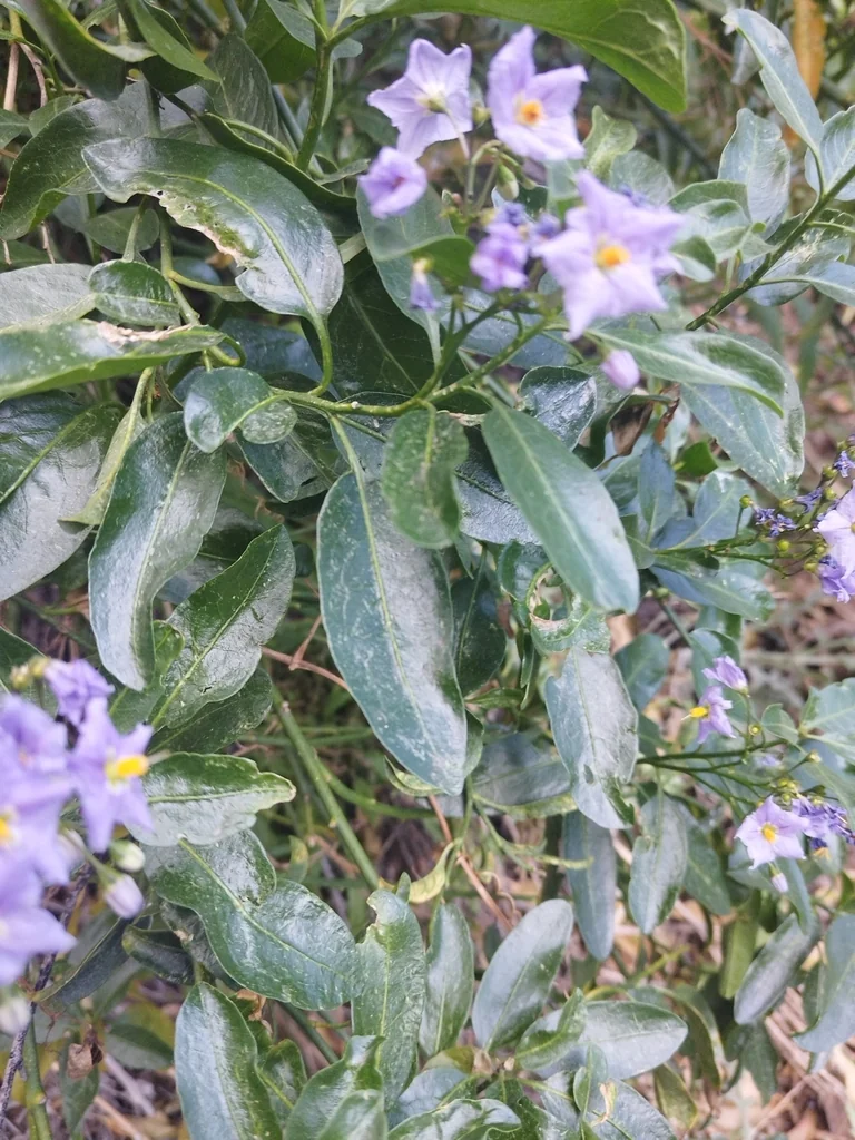 Solanum Crispum
