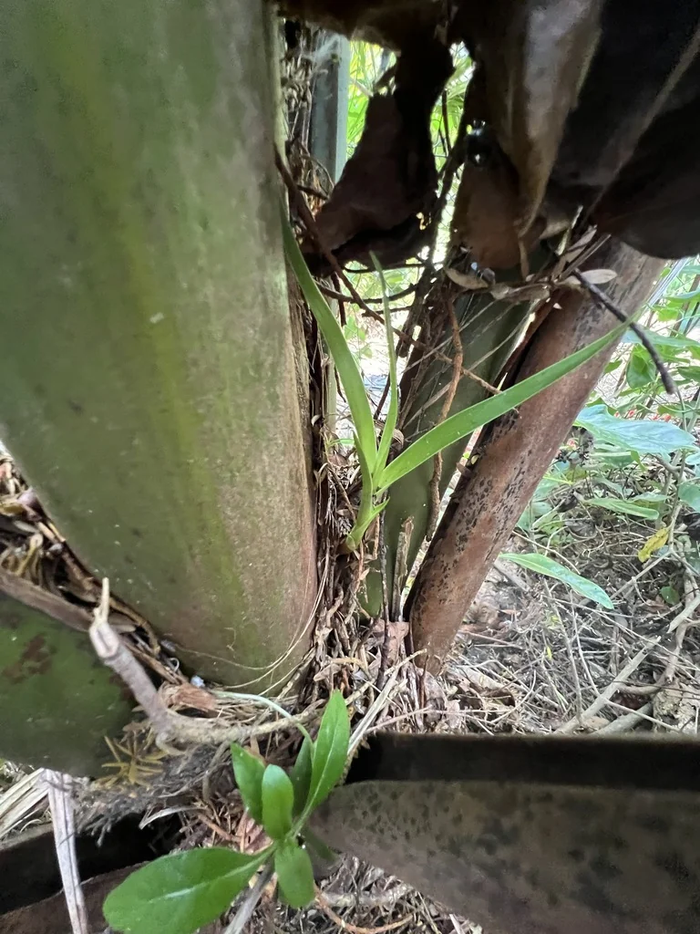 Dracaena Draco