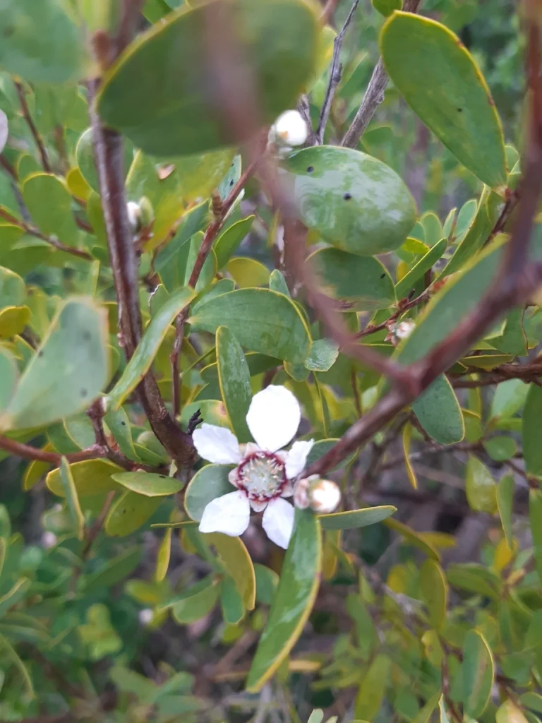 Leptospermum Laevigatum