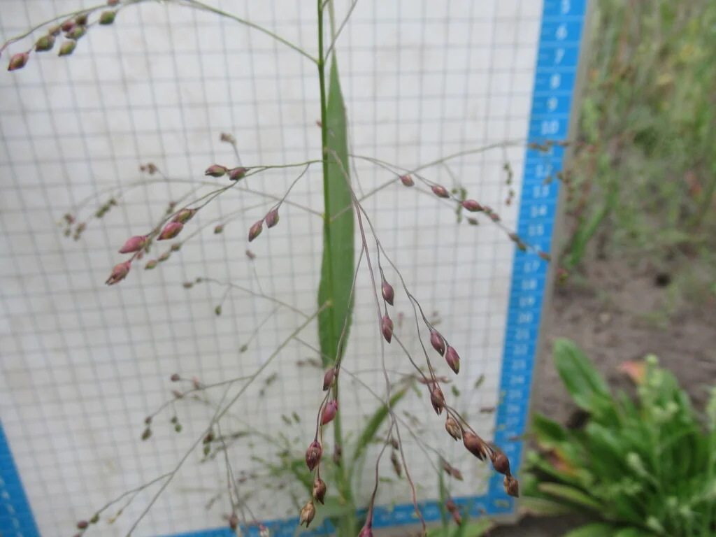 Panicum Miliaceum