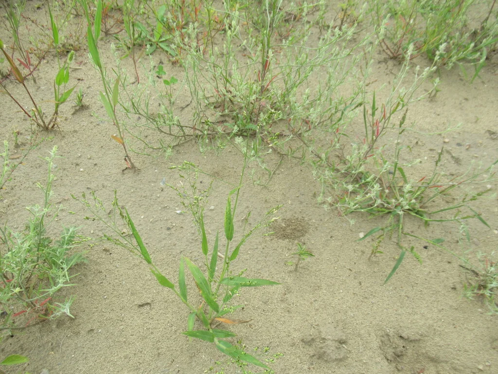 Panicum Miliaceum