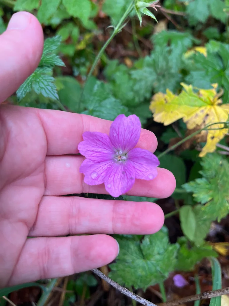 Geranium Endressii