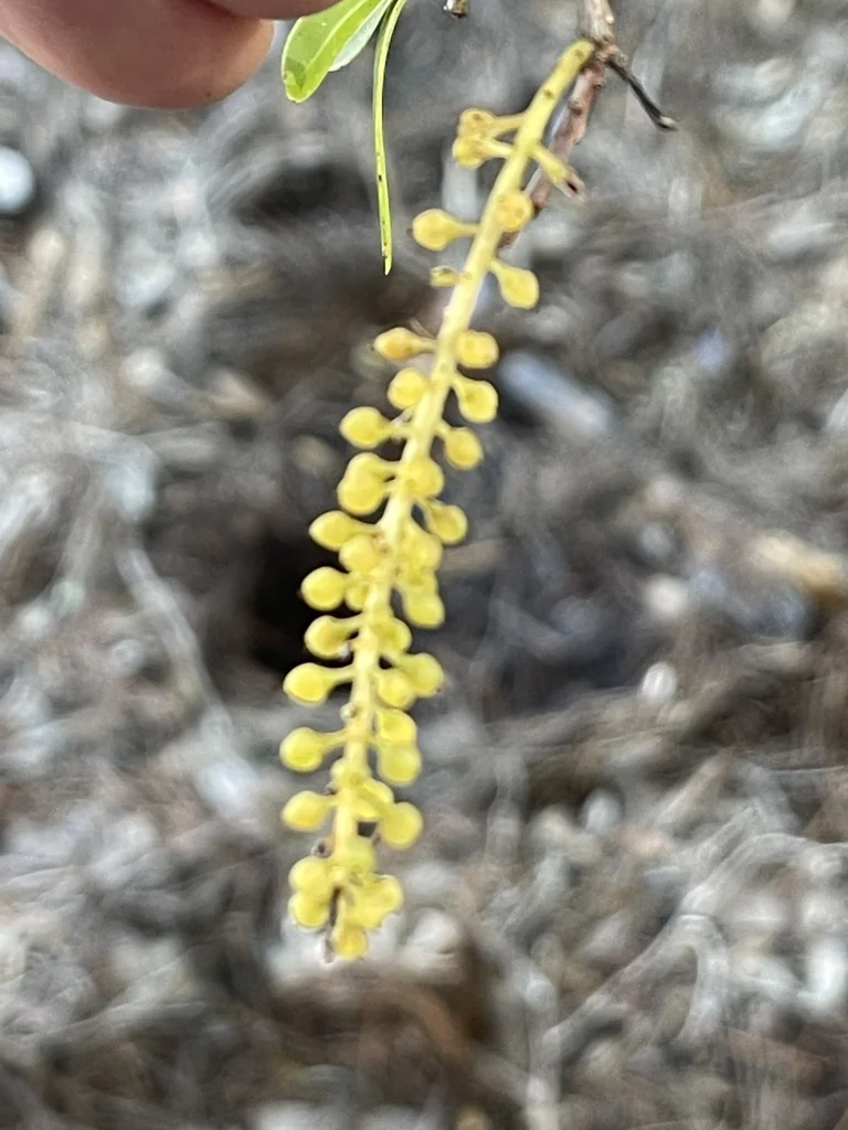 Cyrilla Racemiflora