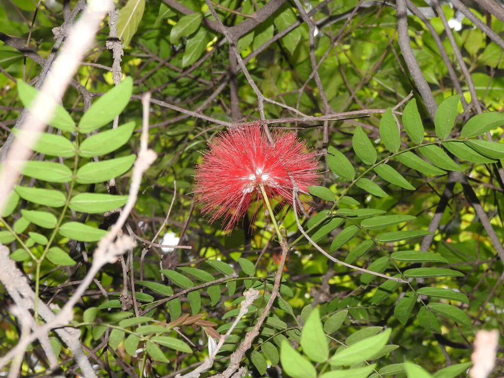 Calliandra Haematocephala