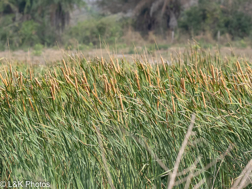Typha Domingensis