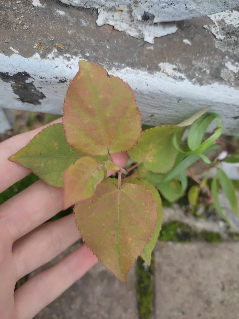 Prunus Armeniaca