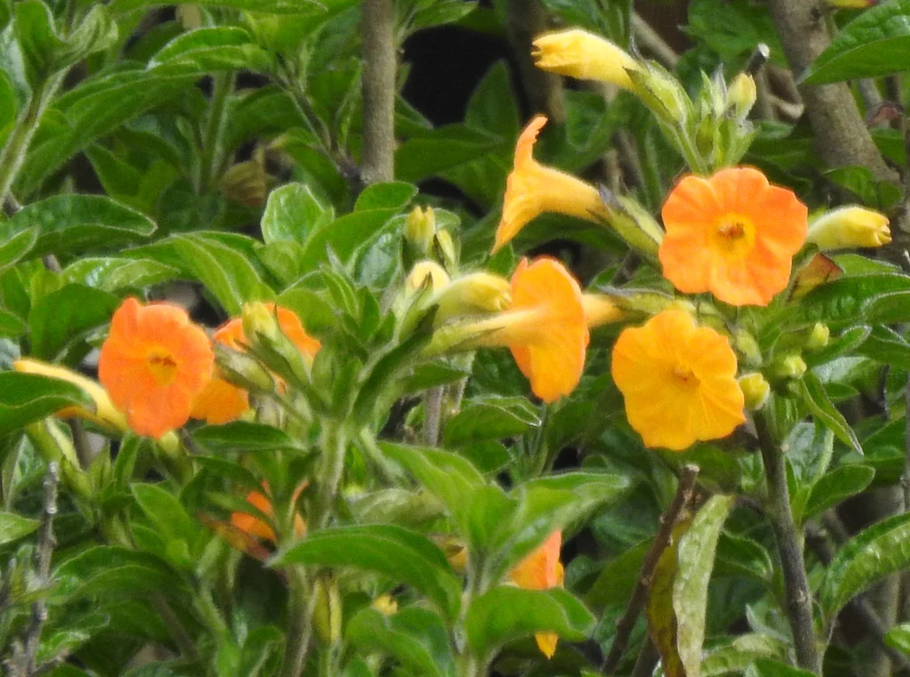 Streptosolen Jamesonii