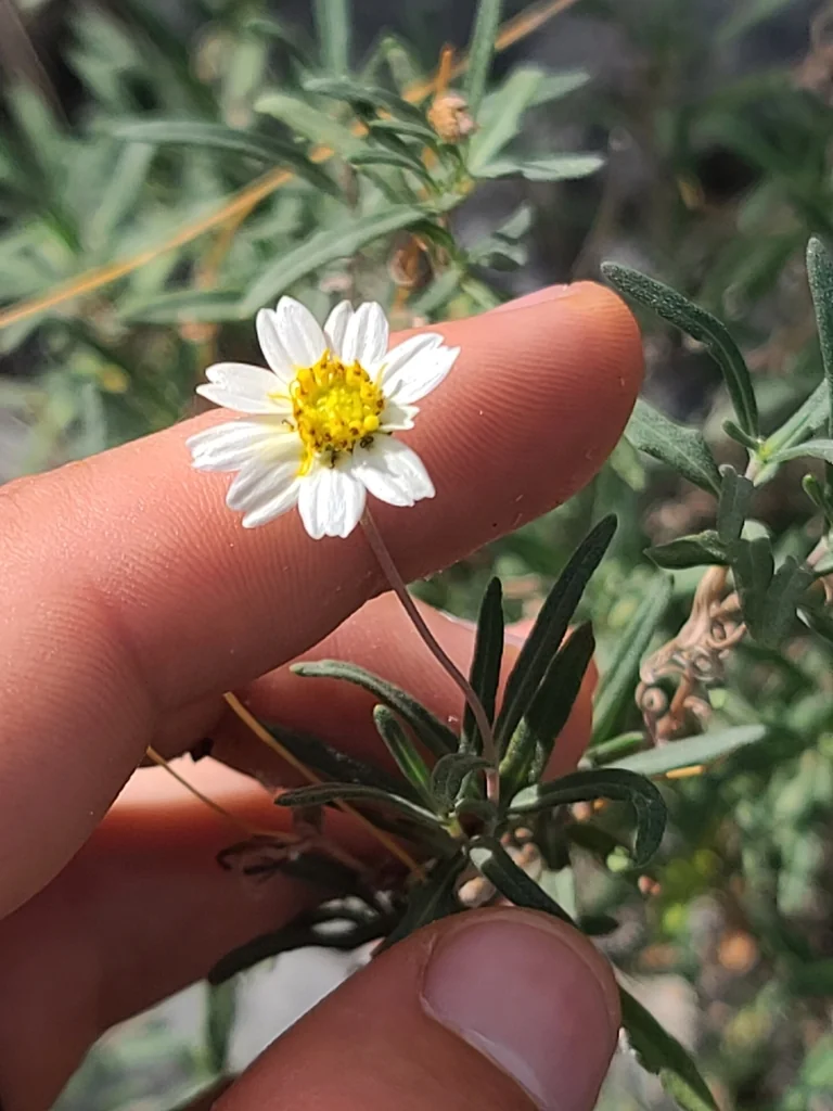 Melampodium Leucanthum