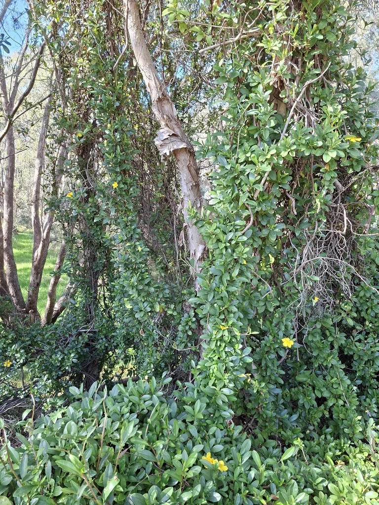Hibbertia Scandens