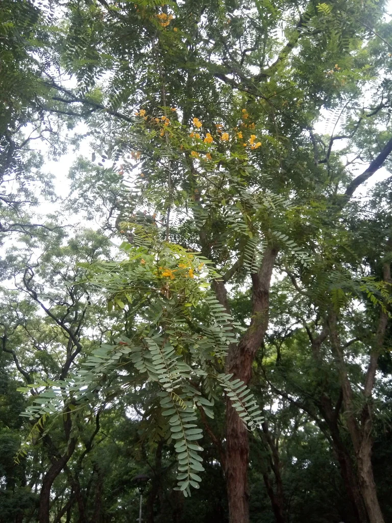 Tipuana Tipu