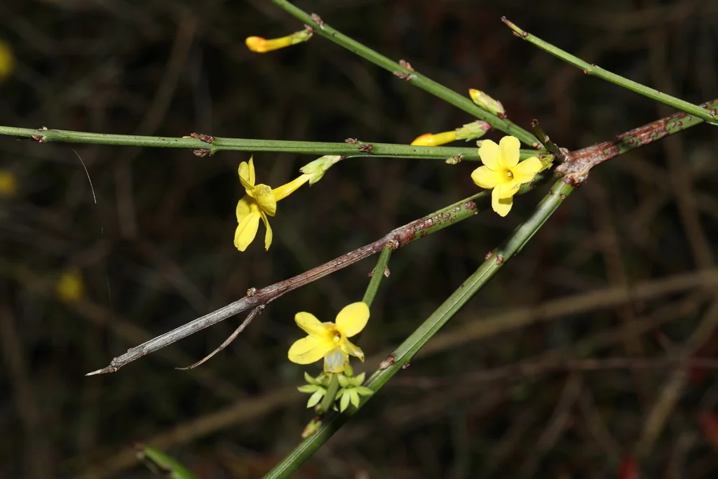 Jasminum Nudiflorum