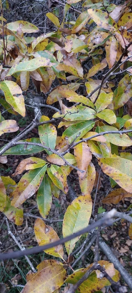 Quercus Imbricaria