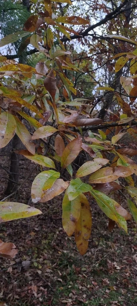 Quercus Imbricaria