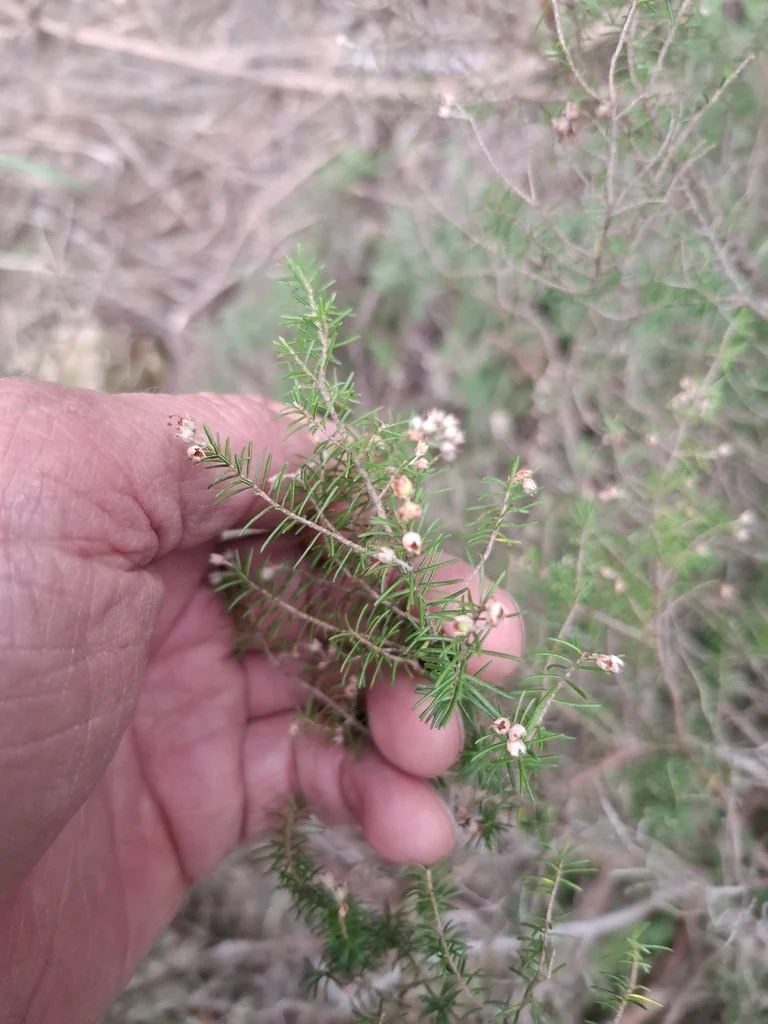 Erica Arborea