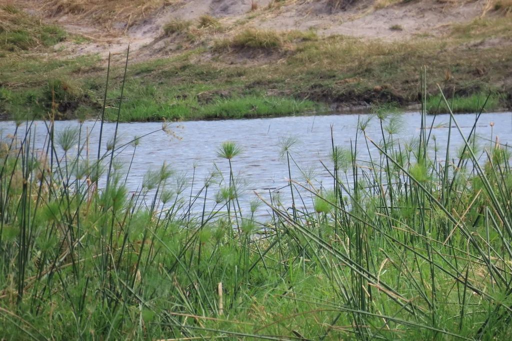 Cyperus Papyrus