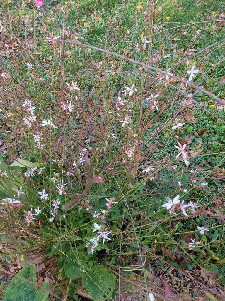 Oenothera lindheimeri