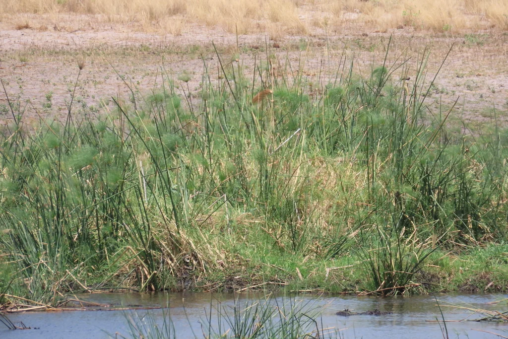 Cyperus Papyrus