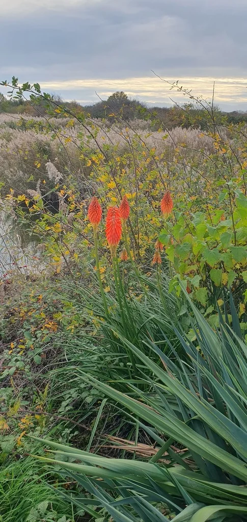 Kniphofia Uvaria