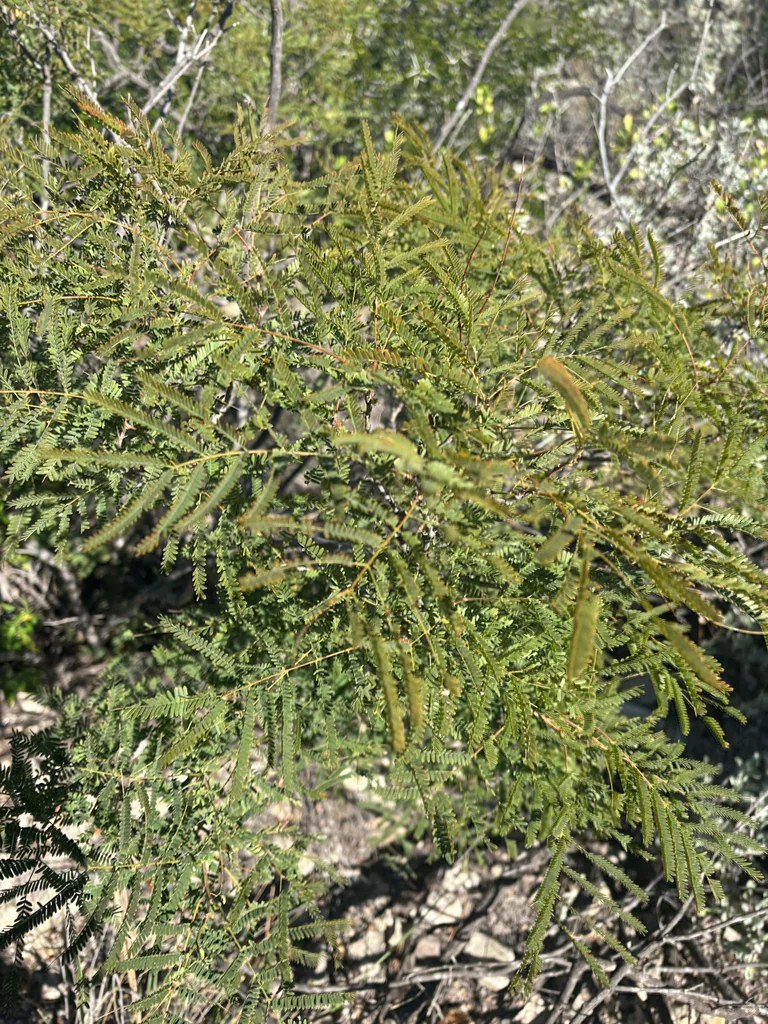 Acacia Berlandieri
