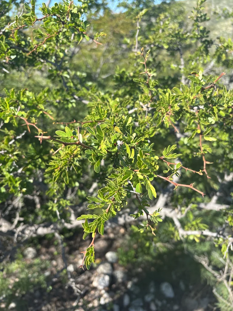 Acacia Rigidula