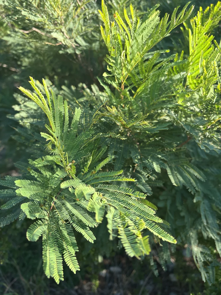 Acacia Berlandieri
