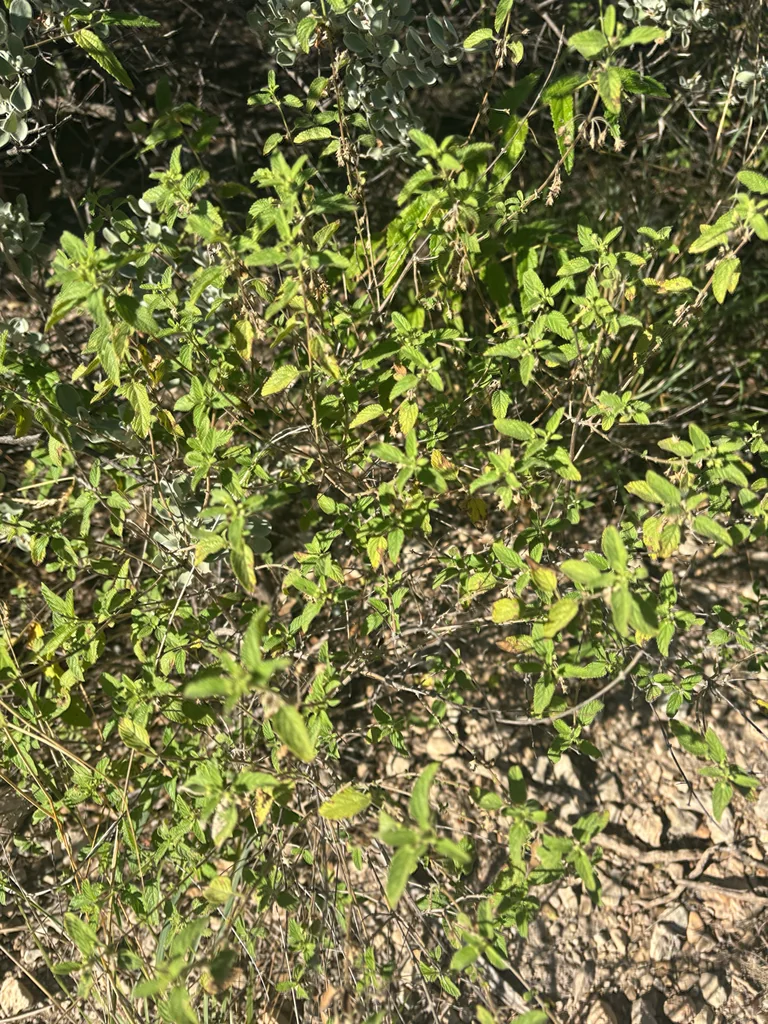 Lippia Graveolens
