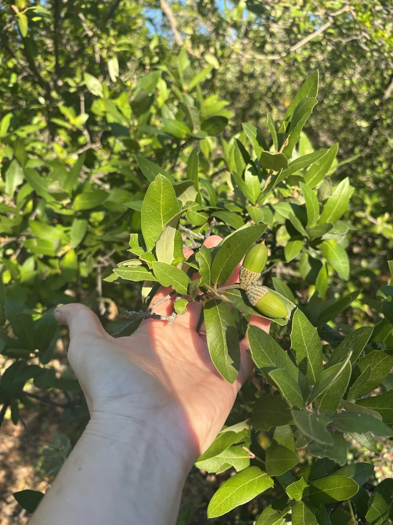 Quercus Fusiformis