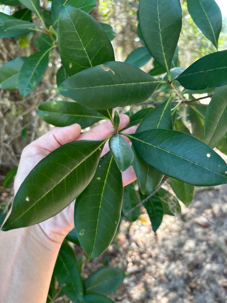 Osmanthus Americanus