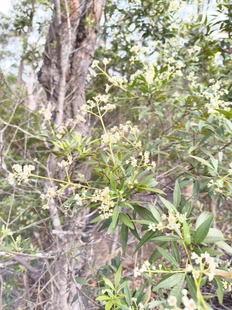 Ceratopetalum Gummiferum