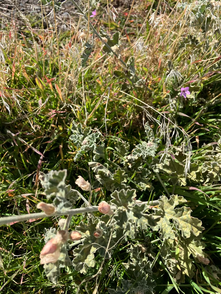 Sphaeralcea Munroana