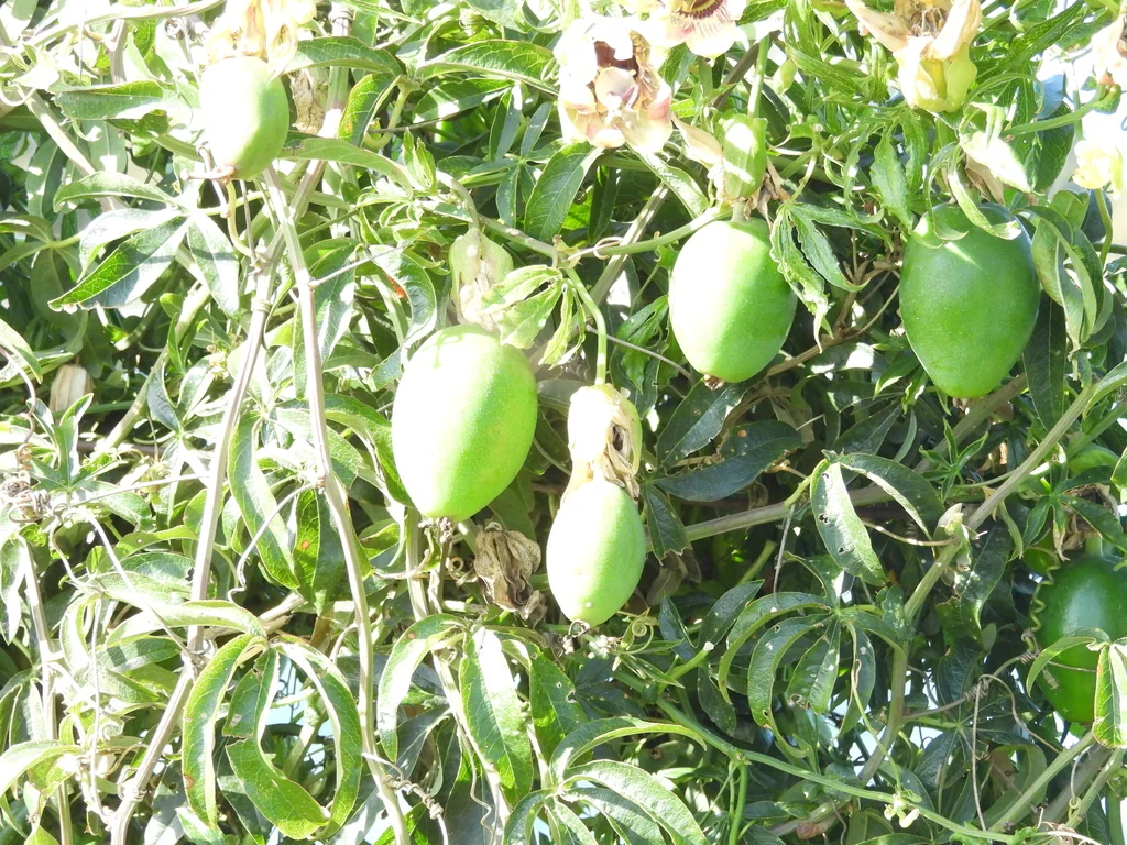 Passiflora Caerulea