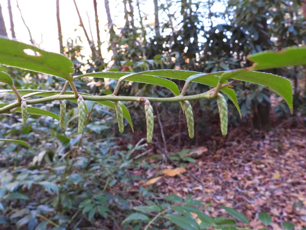 Leucothoe Fontanesiana