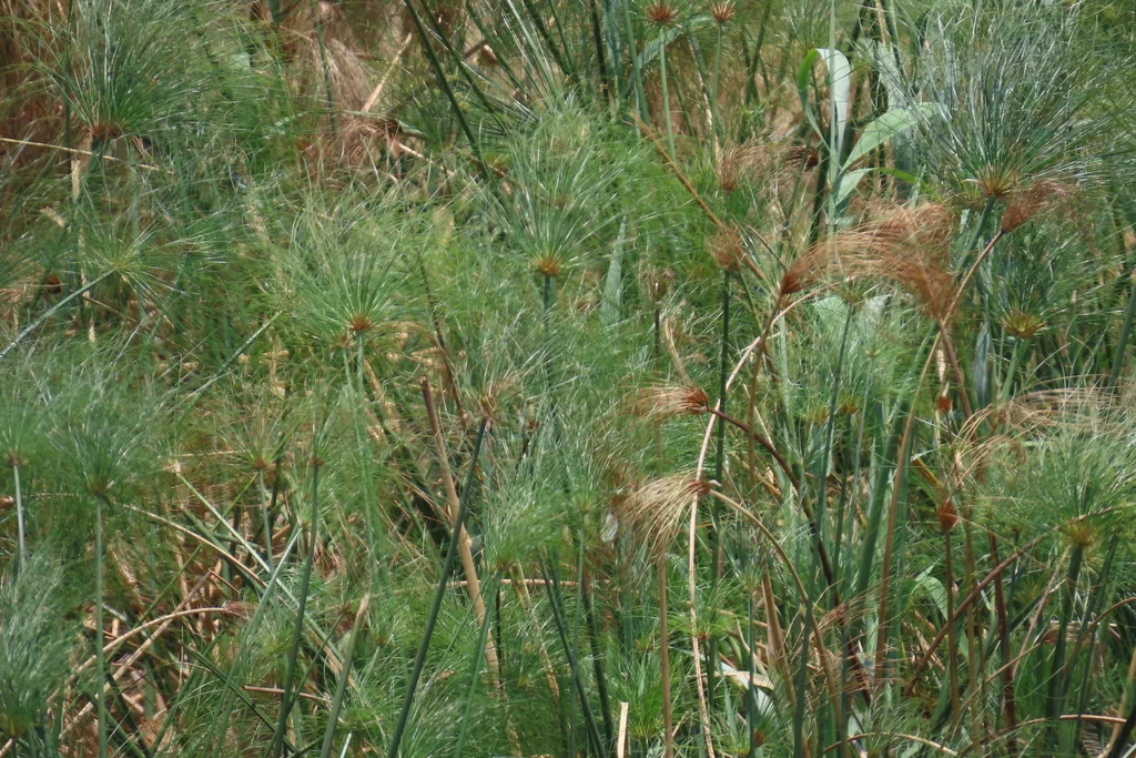 Cyperus Papyrus