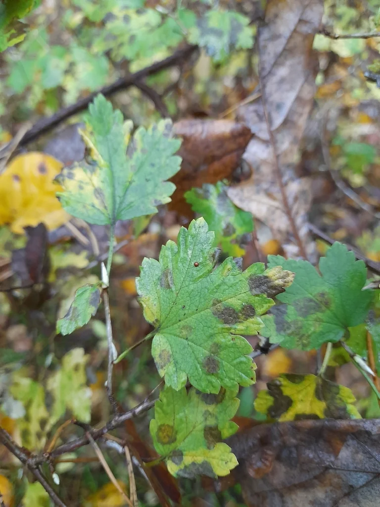 Ribes Alpinum