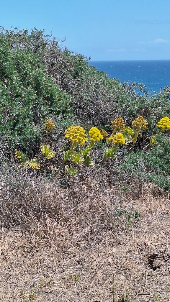 Aeonium Arboreum