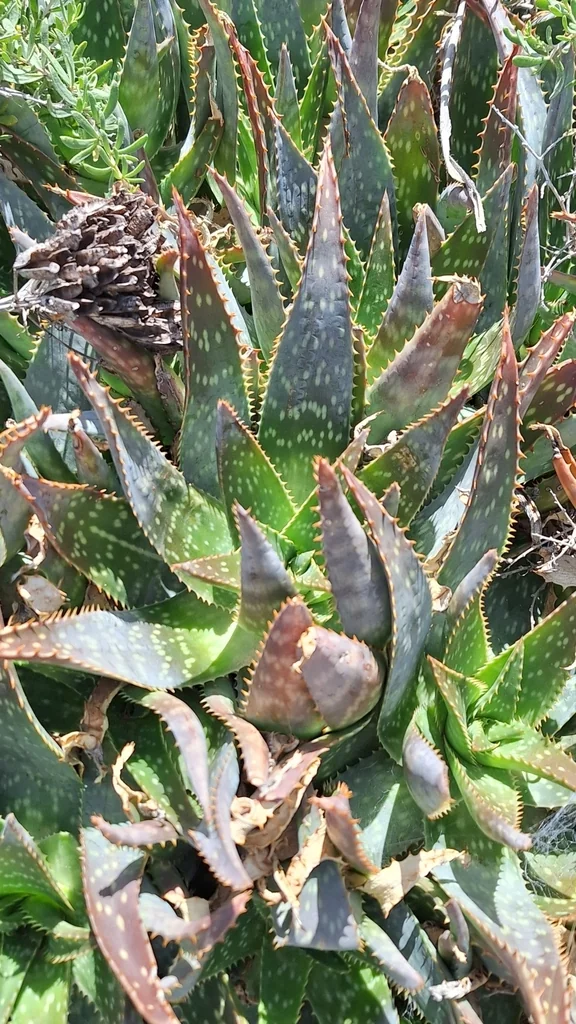 Aloe Maculata
