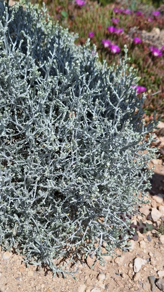 Calocephalus Brownii