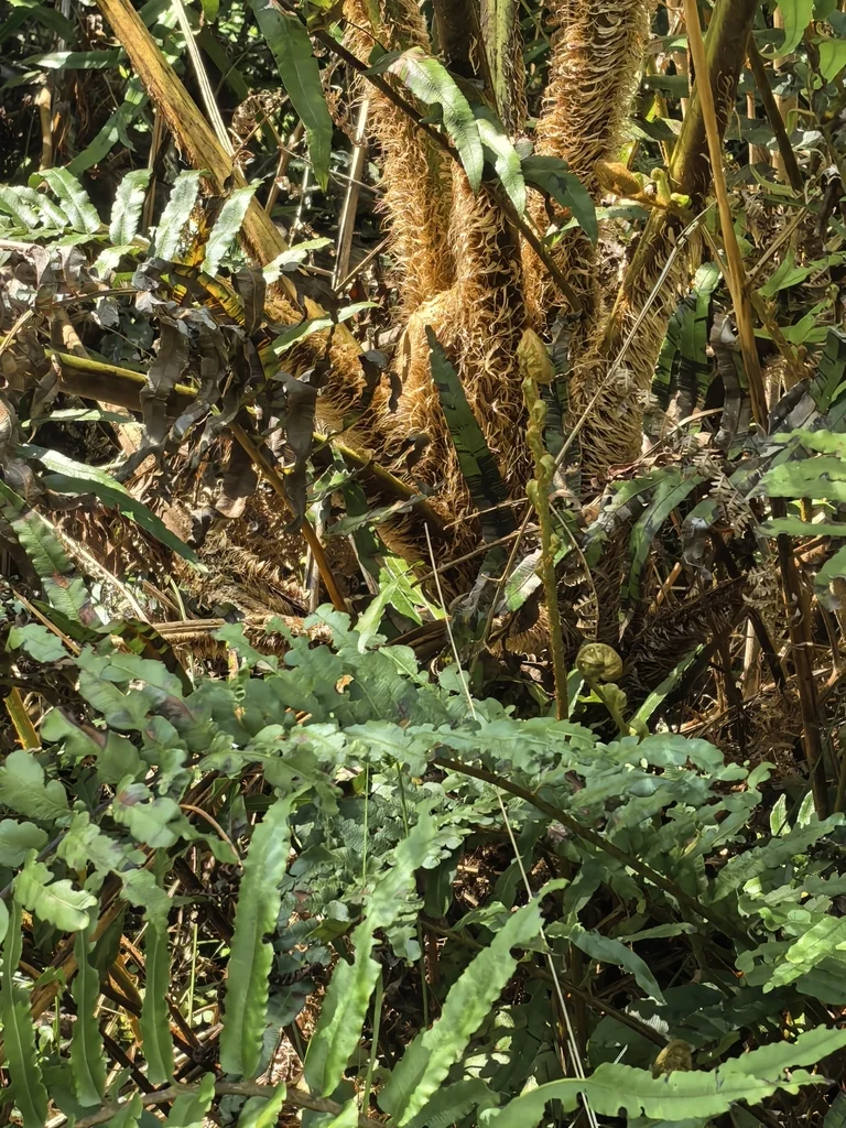 Cyathea cooperi