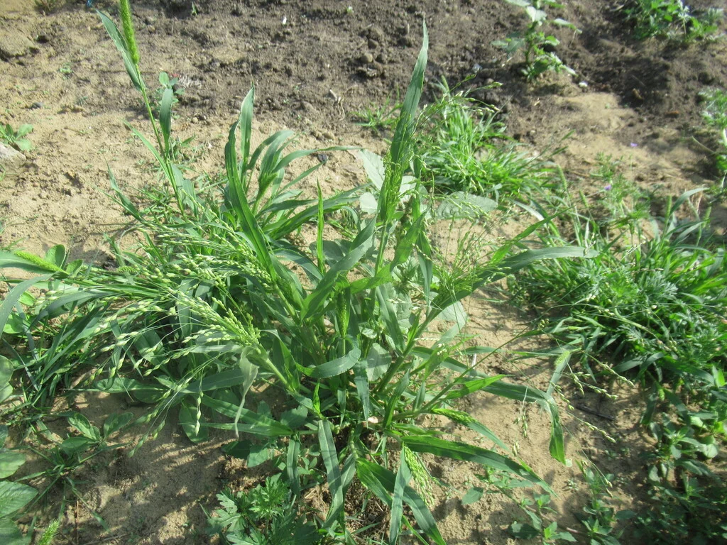 Panicum Miliaceum