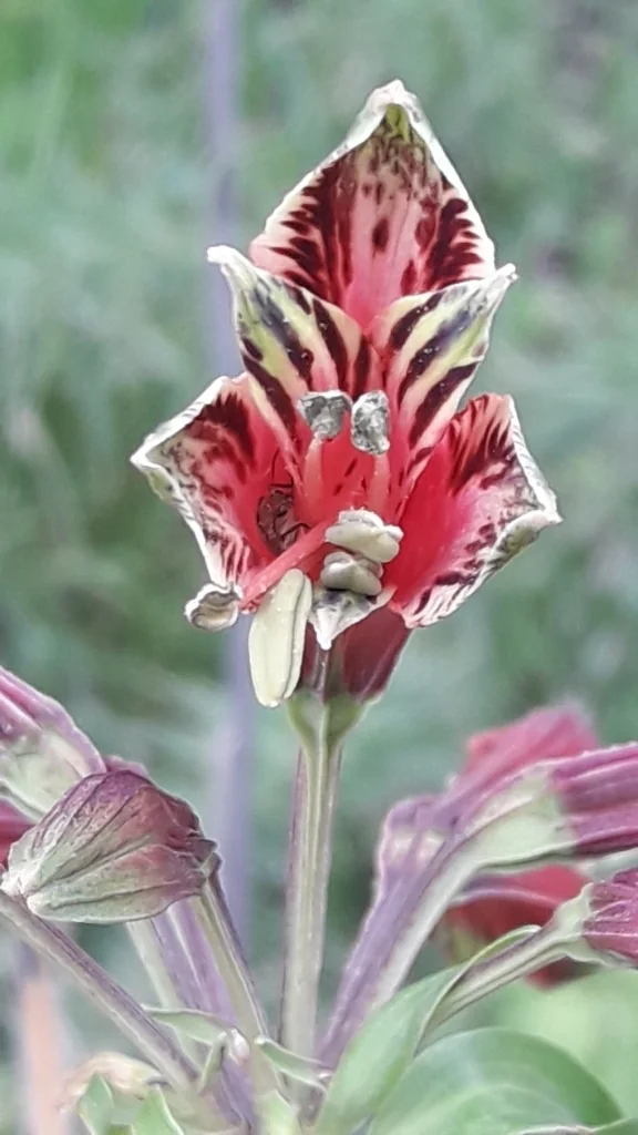 Alstroemeria Psittacina