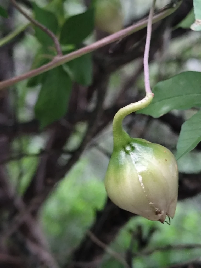 Merremia Aurea