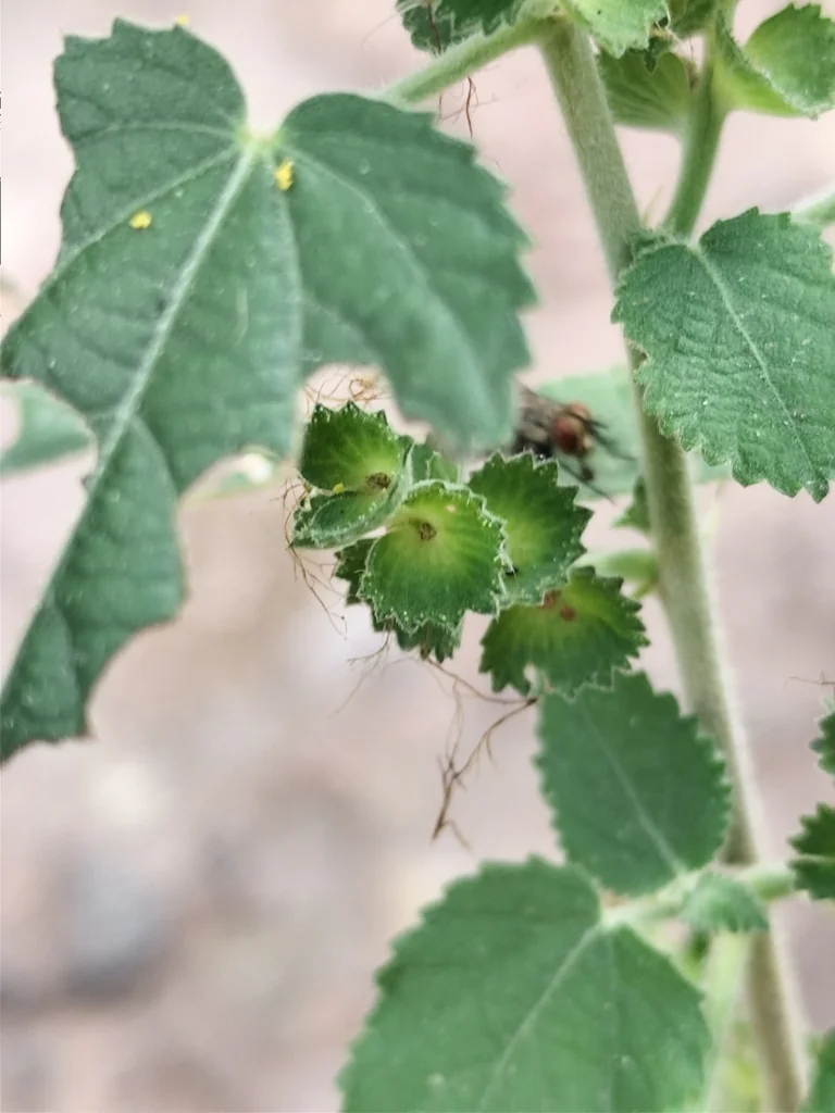 Acalypha Californica