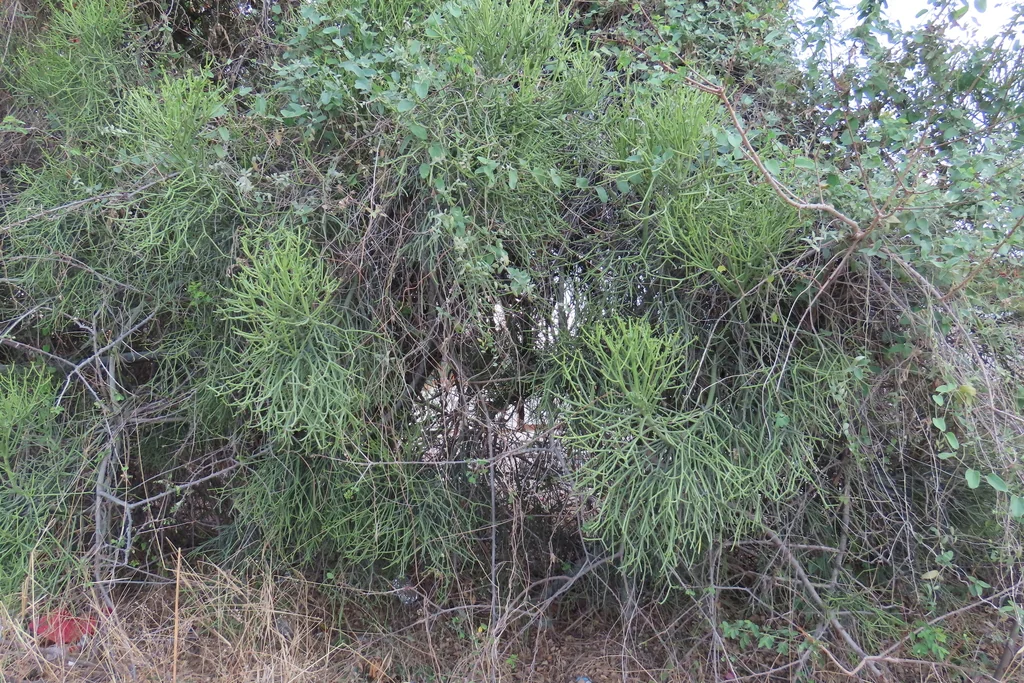 Euphorbia tirucalli