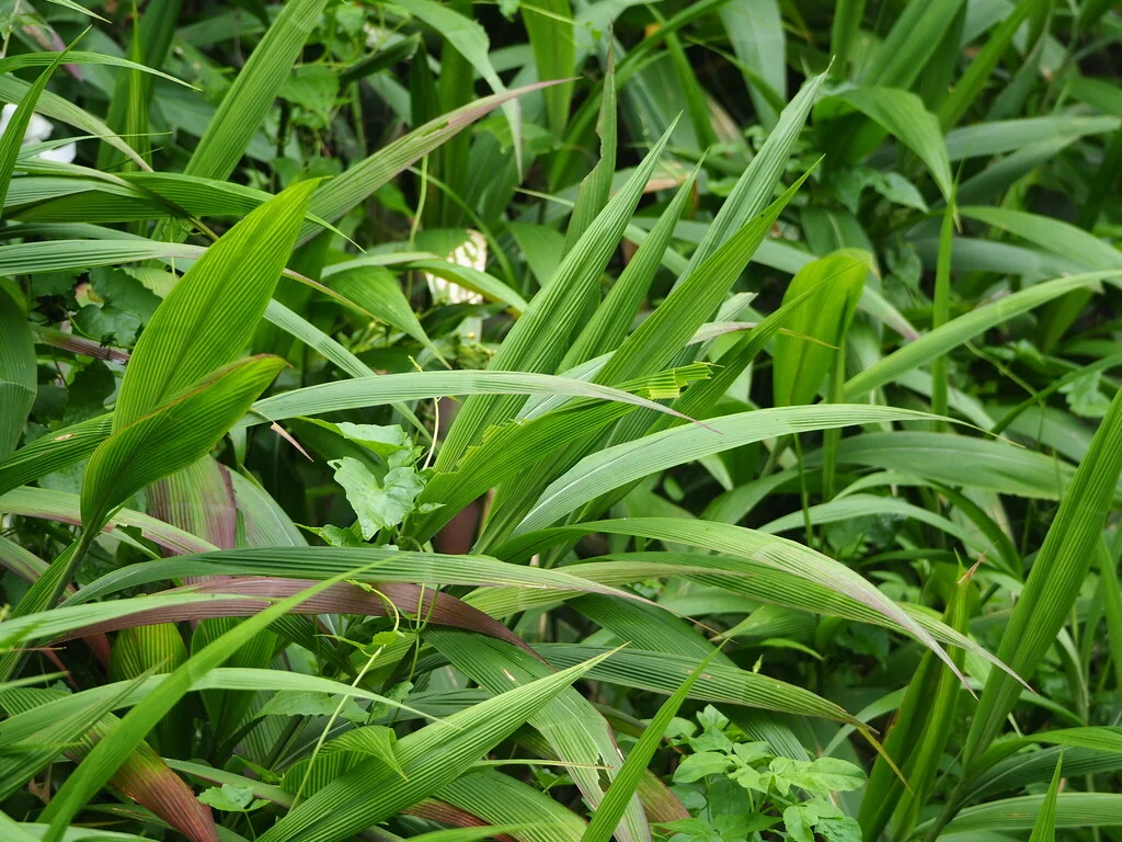 Setaria Palmifolia
