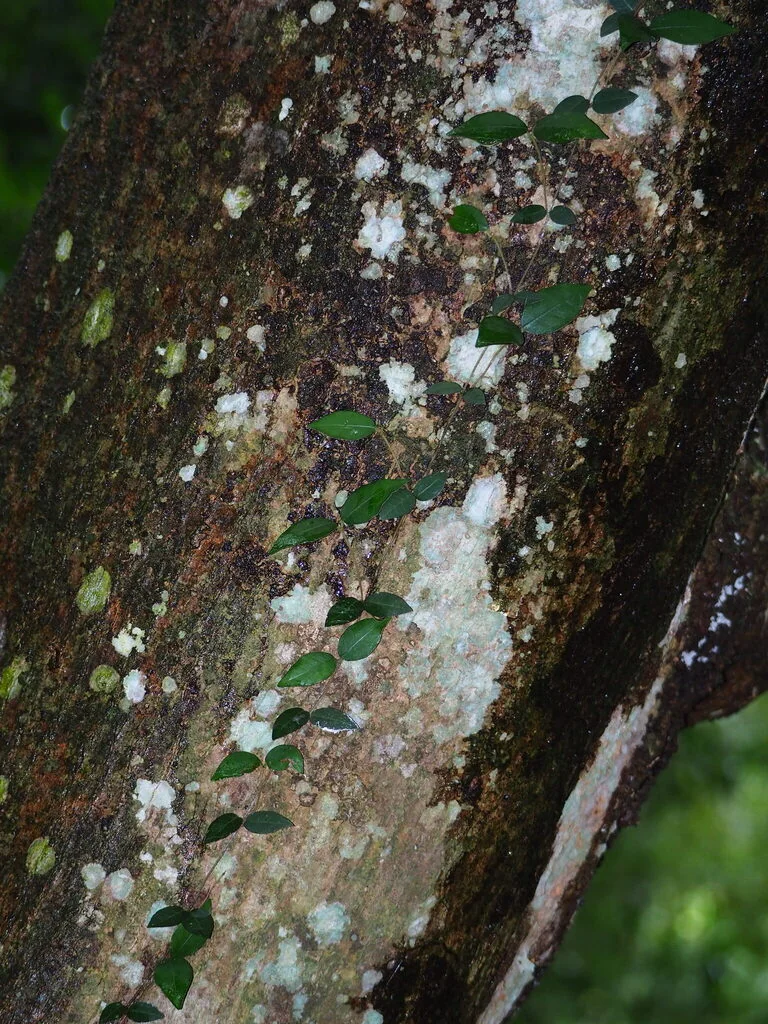 Trachelospermum Asiaticum