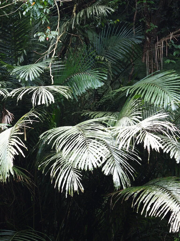 Arenga Engleri